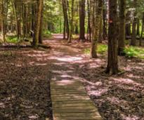 trail in woods