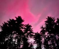 pink northern lights over treetops at night