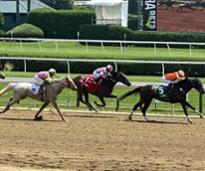 horses running on a dirt track