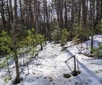 trail in woods in winter