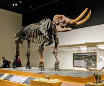 mastodon in new york state museum