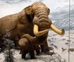 mastodon in winter display at new york state museum