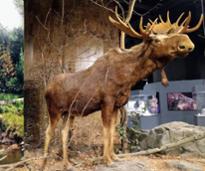 moose display at new york state museum