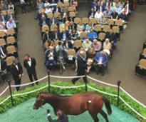 people at a race horse auction