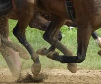 horses hooves