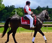 horse and rider