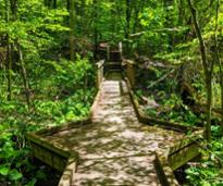 wooden bridge in the woods along a trail