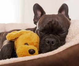 Dog sleeping with stuffed animal