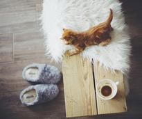 Kitten on table ready to jump on slippers below