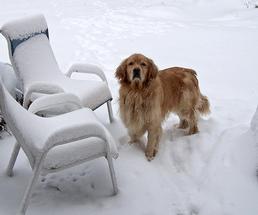 Dog standing next to lawn furniture in the snow