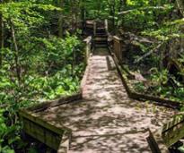 wooden bridge on trail