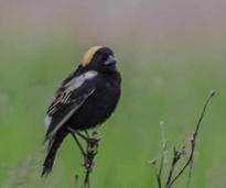 a small black bird