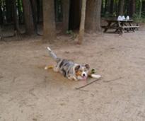 dog relaxing on dirt ground