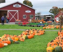 pumpkin patch