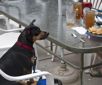dog sitting at a table