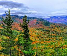fall foliage