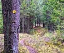 hiking path in woods with trail marker on tree