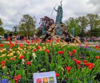 albany tulip festival
