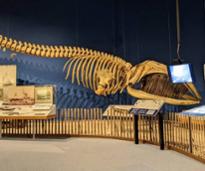 new york state museum whale display