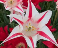 pink and white flower