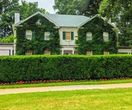 fancy house covered in vines
