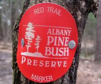 albany pine bush preserve red trail marker on tree