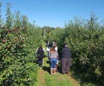 people exploring an apple orchard