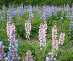 lupines in the ground