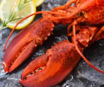 lobster