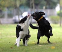 two dogs playing