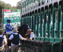 jockey at starting gate