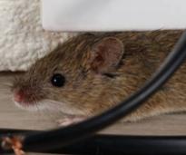 mouse with wires