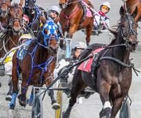 horse harness race