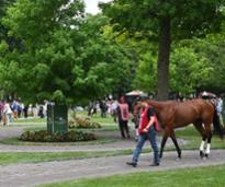 worker with a horse outdoors