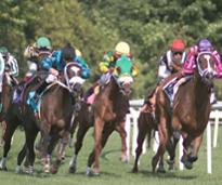 horse turf race