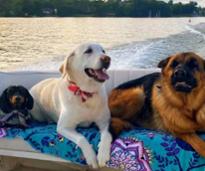 three dogs on boat