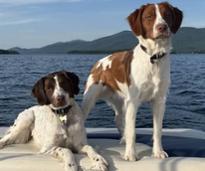 two dogs on boat