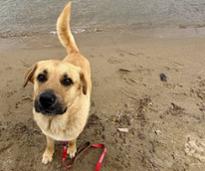 dog in sand