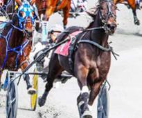 harness racing