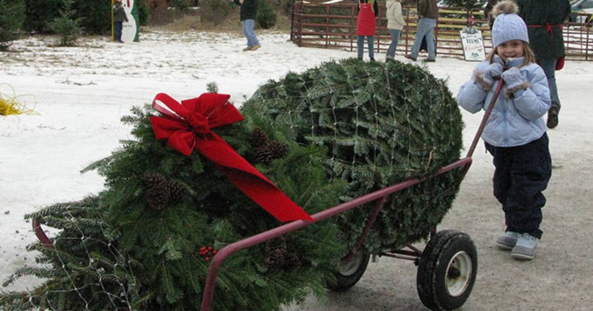 young girl with christmas tree in a cart