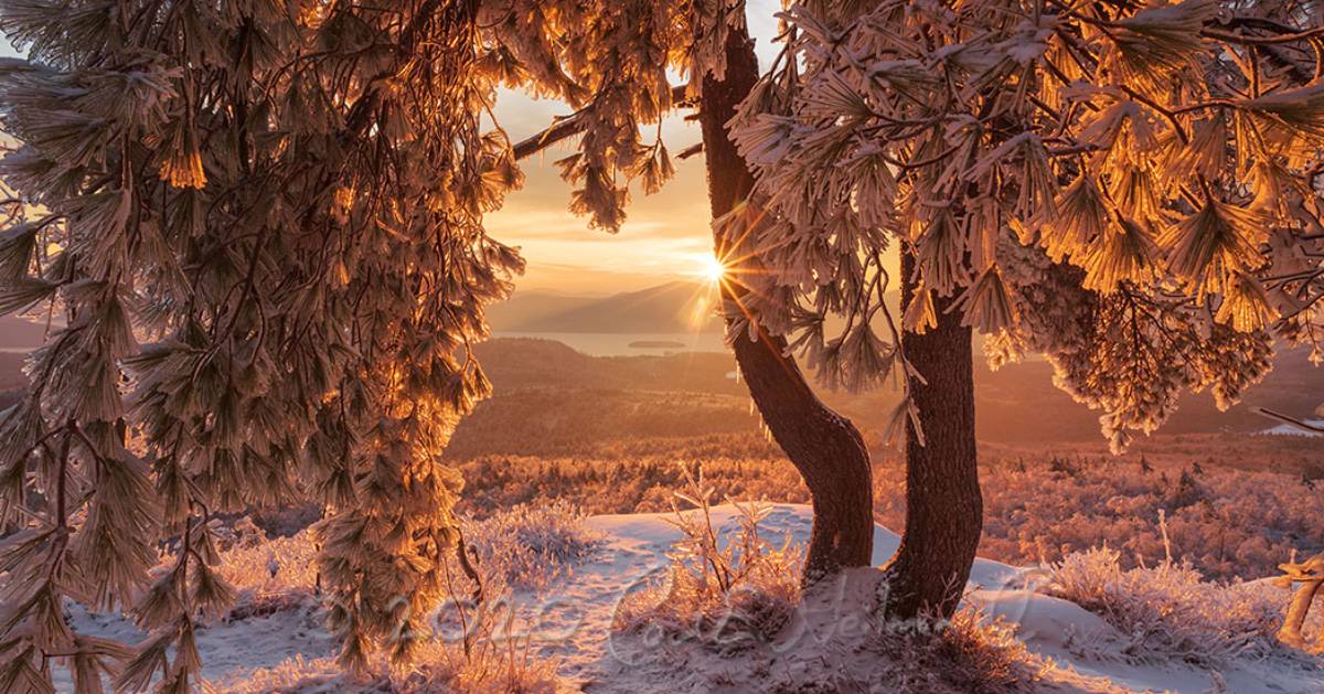 winter tree on summit