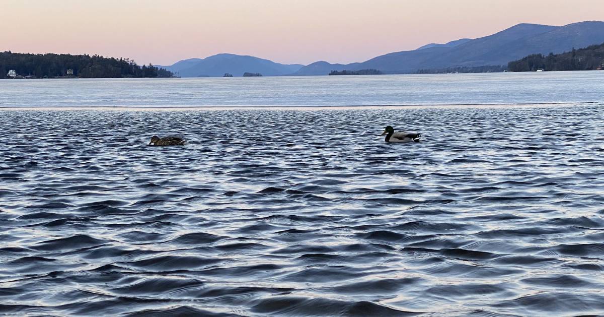 ducks on lake in winter