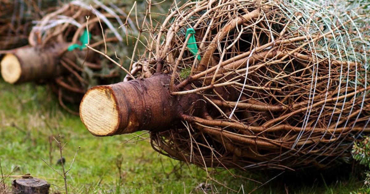 Albany, NY Christmas Tree Farms Get a Real Tree For the Holidays
