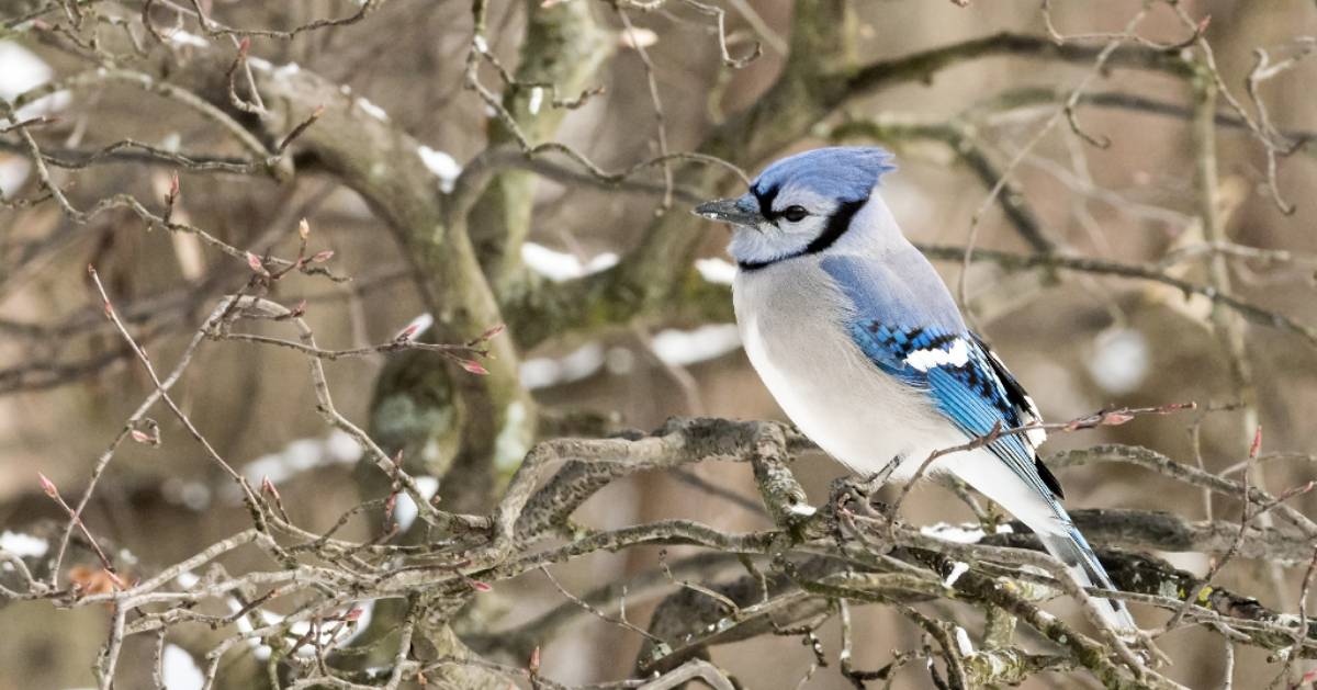 blue and white bird in tree in the winter