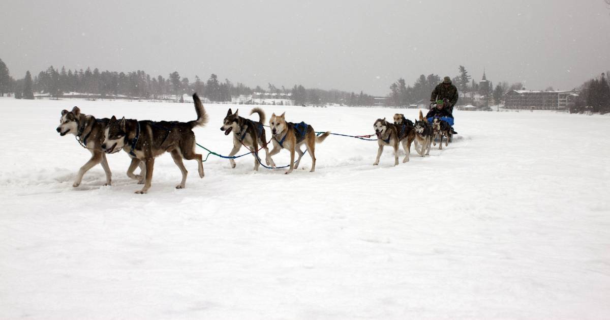 dog sledding