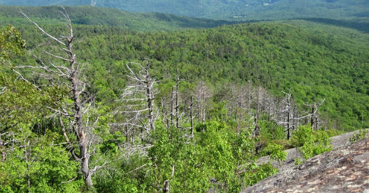 view from mountain summit