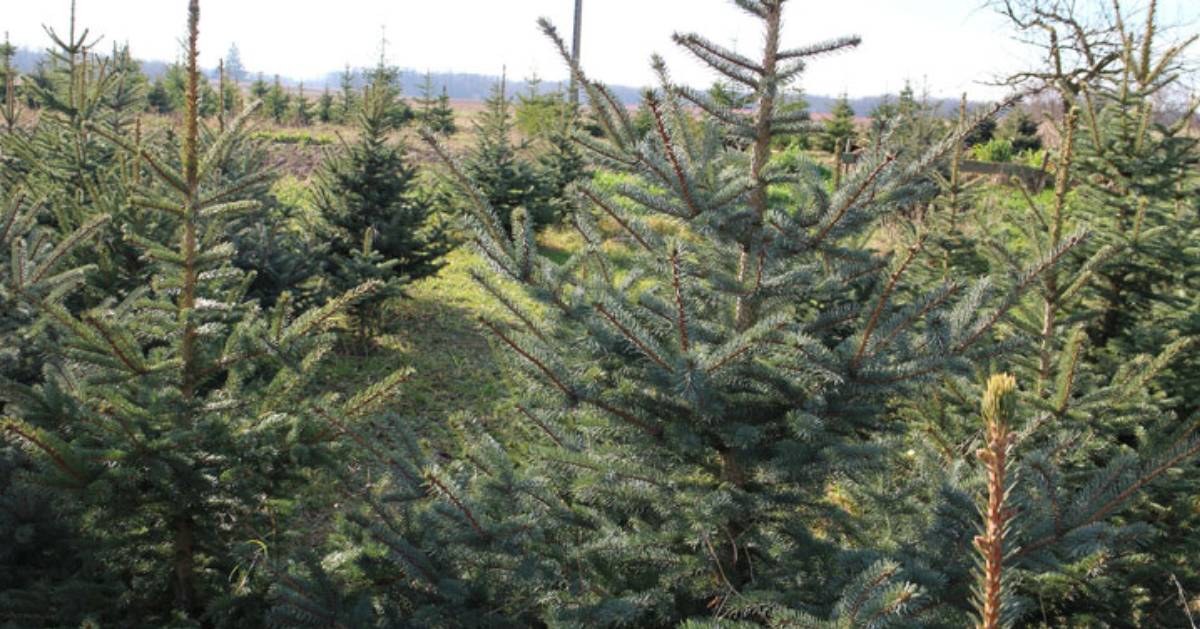 rows of Christmas trees in a field