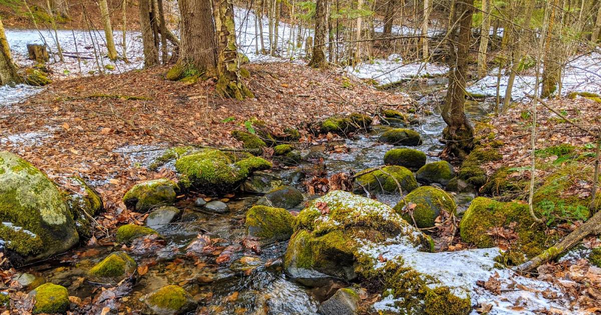 stream in woods in the winter