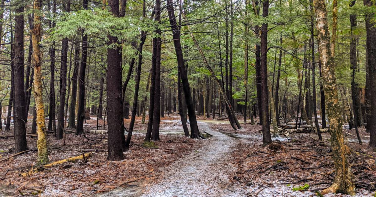 path in woods in winter