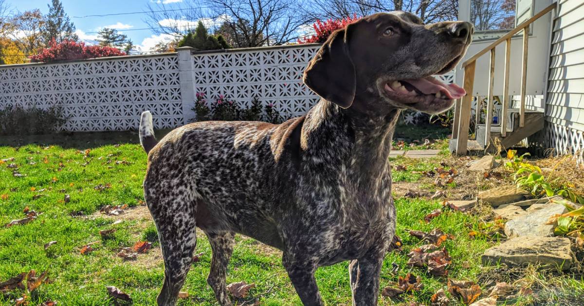 Albany Pet Friendly Guide Hotels, Apartments, Vets & More